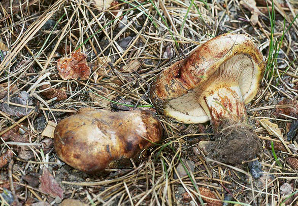 Paxillus vernalis
